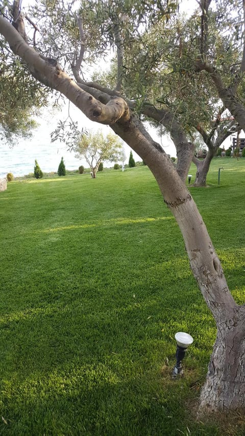 Garden, Sea view