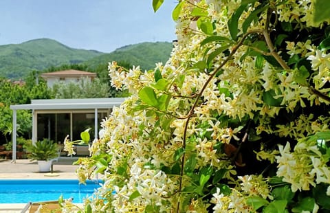 Garden, Garden view, Mountain view