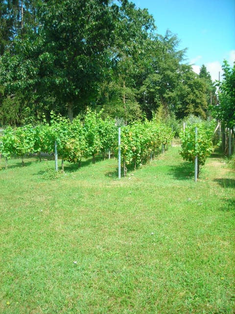 Garden, View (from property/room)