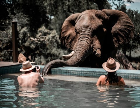 Honeyguide Tented Safari Camps - Mantobeni Luxury tent in South Africa