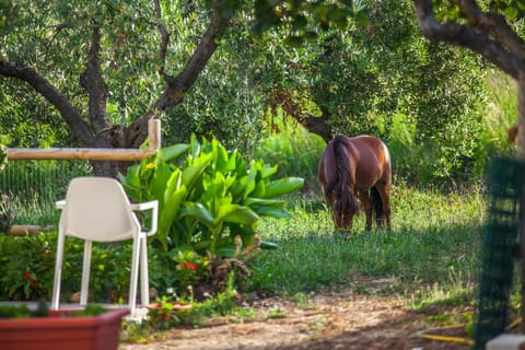 Garden, Animals, Pets