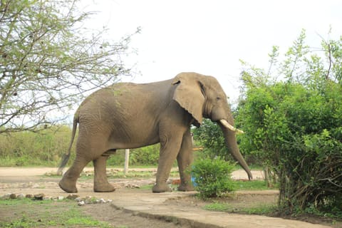 Garden, Animals