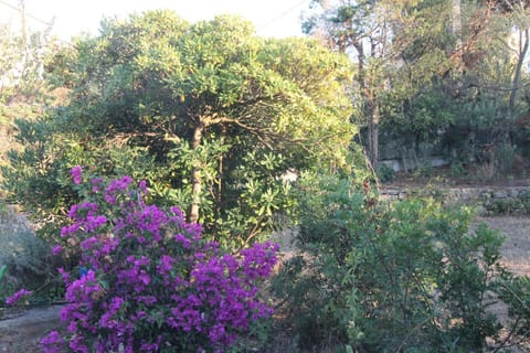 Garden, Balcony/Terrace, Garden view