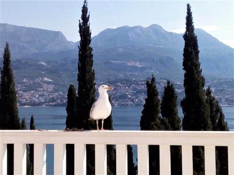 Day, Natural landscape, Summer, View (from property/room), Balcony/Terrace, Animals, City view, Mountain view, Sea view