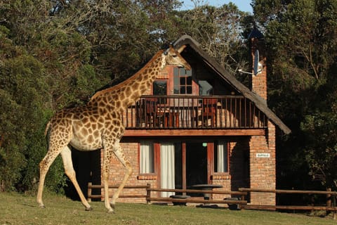 Kragga Kamma Game Park Natur-Lodge in Port Elizabeth