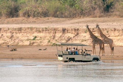 People, Natural landscape, View (from property/room), Animals, group of guests