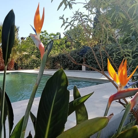 Spring, Pool view