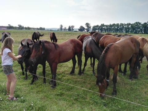 Horse-riding, Animals