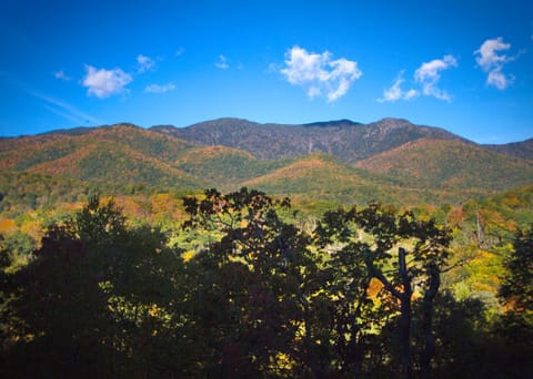Mt Mitchell Cabin Rentals Lodge nature in Buncombe County