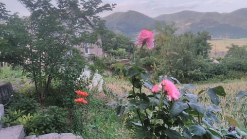 Garden, Mountain view