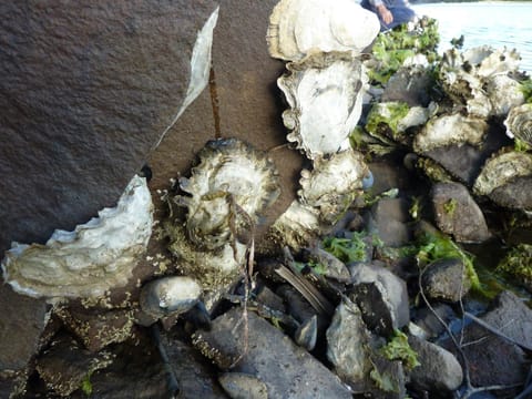 Oyster Shack Nature lodge in Tasmania