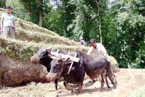 Kalimpong Village Retreat Aufenthalt auf dem Bauernhof in West Bengal