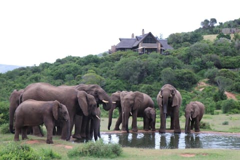 Hopewell Private Game Reserve Natur-Lodge in Eastern Cape