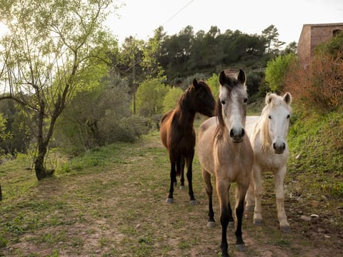 Masia CasaJoana Rural Bed and Breakfast in Vallès Occidental