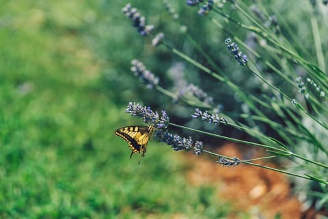 Day, Natural landscape, Garden, Animals, Garden view