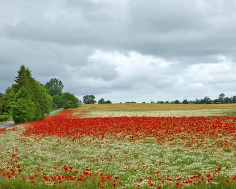 Natural landscape, Summer