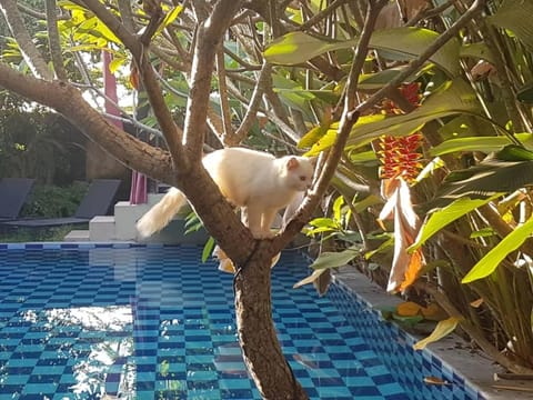 Villa Rosseno - Evelyn Private pool and Garden Villa in Special Region of Yogyakarta