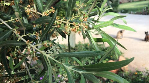 Abbraccio del Carrubo Bed and Breakfast in Sicily