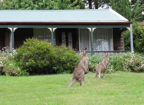 Property building, Garden, Animals