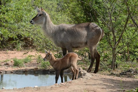 Animals, Garden view