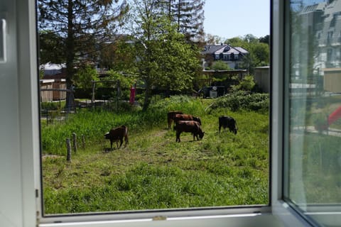 View (from property/room), Animals