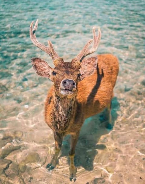 Menjangan Sari Bed and Breakfast in Bali