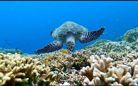 Menjangan Sari Bed and Breakfast in Bali