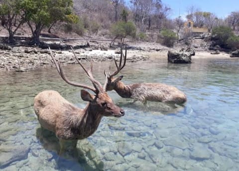 Menjangan Sari Bed and Breakfast in Bali