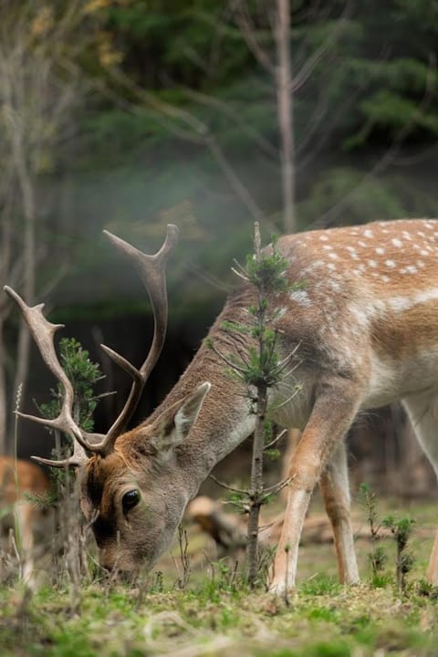 Natural landscape, Animals