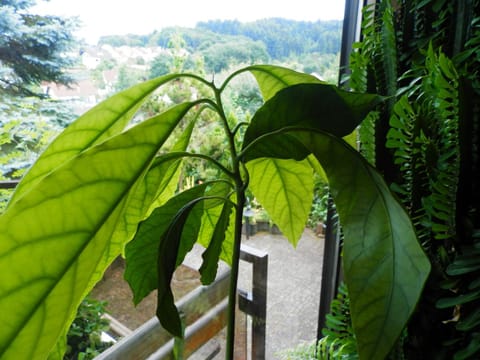 View (from property/room), Garden view