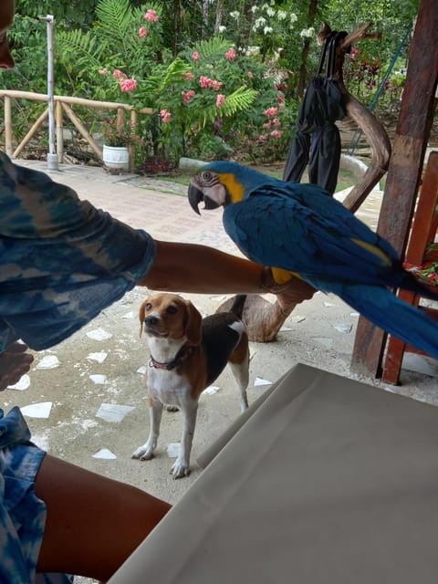 Entre Bosques Tayrona Nature lodge in Magdalena, Colombia