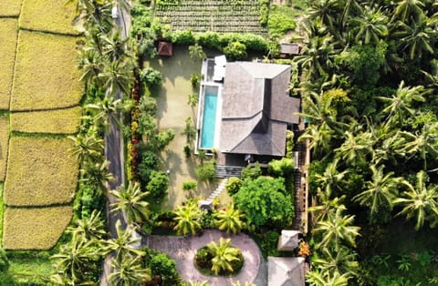 Bird's eye view, Garden view