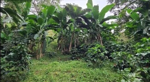 Miradores Del Oso Perezoso Farm Stay in Magdalena, Colombia