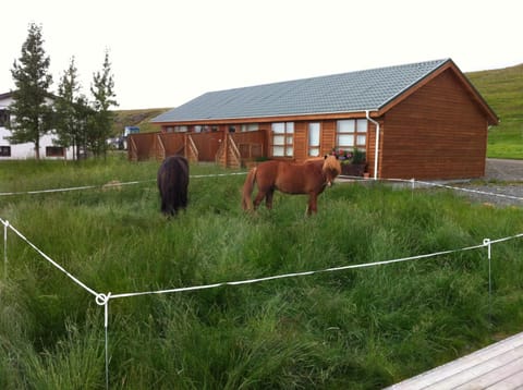 Midsitja Farm Stay in Iceland