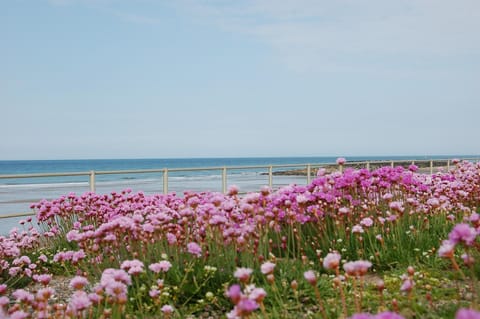 Salt Marsh Apartment Apartment in Wales