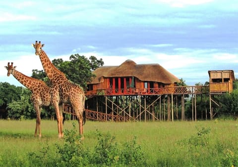 Pezulu Tree House Lodge Nature lodge in South Africa