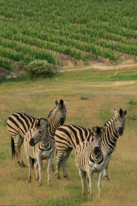 Wildlife Retreat on a Wine-Farm Estancia en una granja in Stellenbosch