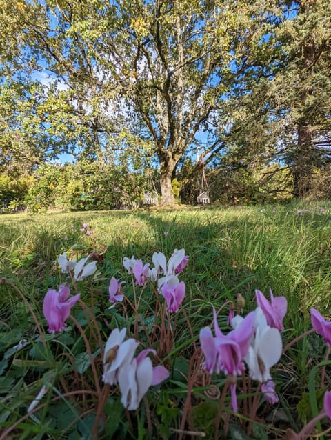 Spring, Day, Natural landscape, Garden, Garden view