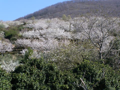 Apartamentos Alejandra Apartment in Valle del Jerte