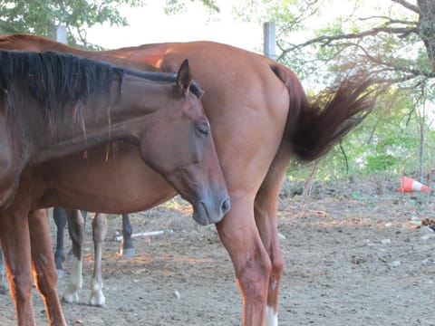 Horse-riding, Horse-riding