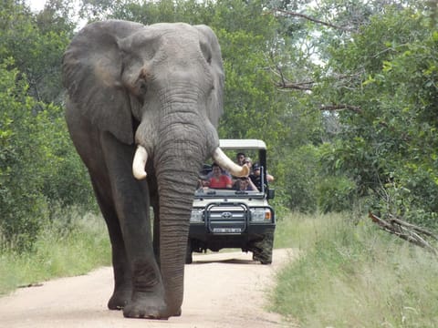 Rhino Post Safari Lodge Capanno nella natura in South Africa