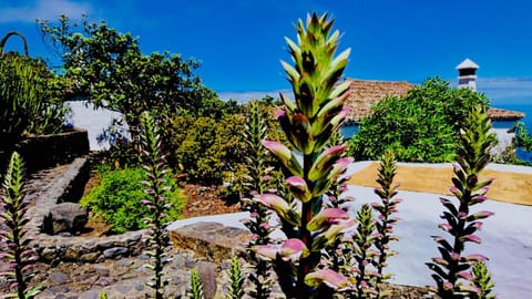 Garden, Sea view