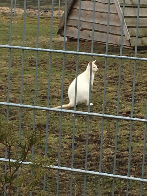 Neighbourhood, Animals