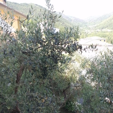 Inner courtyard view