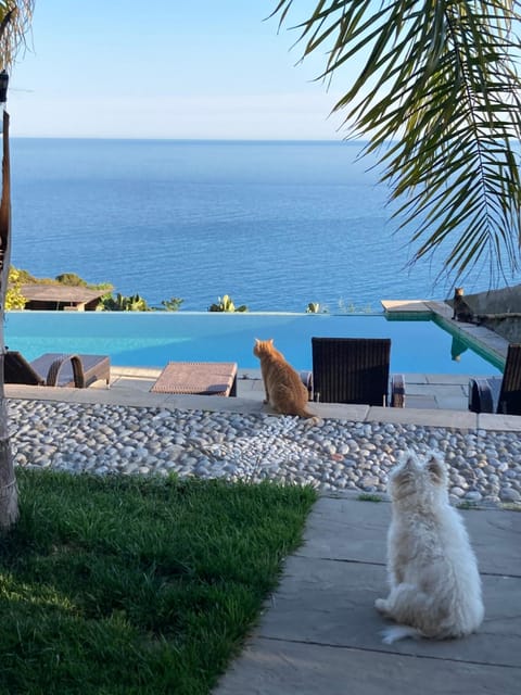 Pets, Swimming pool
