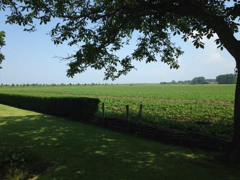 Natural landscape, Garden, Beach