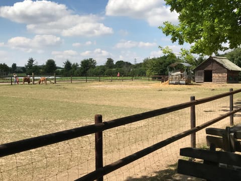 Natural landscape, Animals