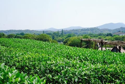 The Mountain Bed and Breakfast in Hangzhou