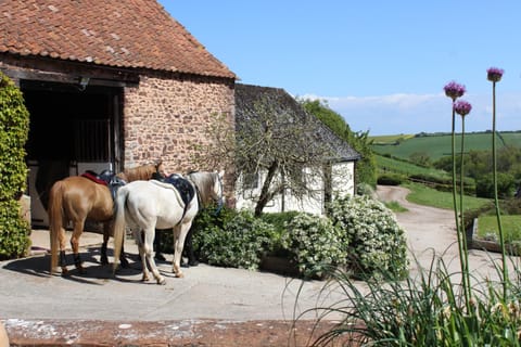 Horse-riding, Animals