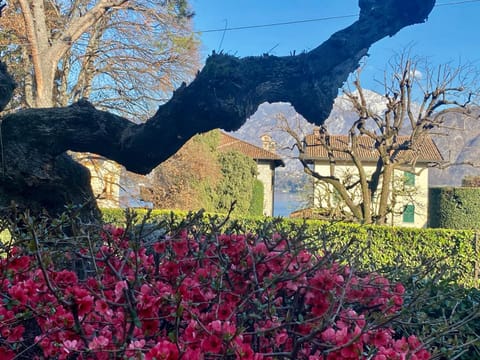 magnolia Wohnung in Lenno